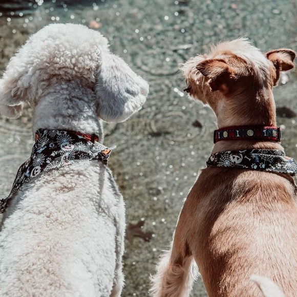 Meet your Posher, Elizabeth - Picture 1 of 6